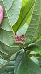 Phobetron hipparchia