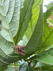 Phobetron hipparchia