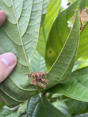 Phobetron hipparchia