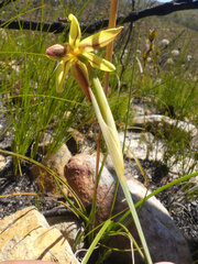 Bobartia gladiata