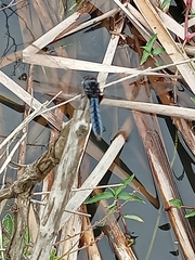 Urothemis edwardsii