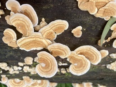 Trametes modesta