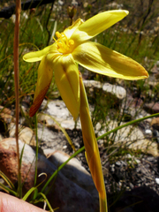 Bobartia gladiata