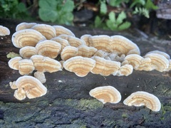 Trametes modesta
