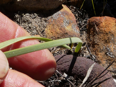 Bobartia gladiata