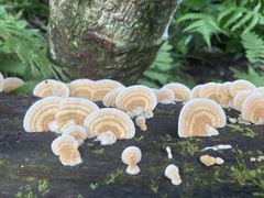 Trametes modesta