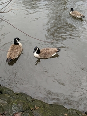 Branta canadensis