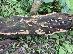 Trametes modesta