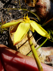 Bobartia gladiata