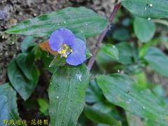 Commelina auriculata