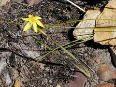 Bobartia gladiata