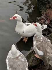 Cairina moschata domestica