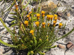 Pteronia tenuifolia