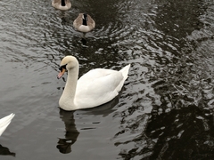 Cygnus olor