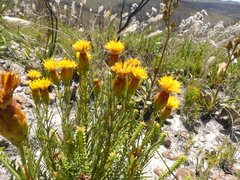 Pteronia tenuifolia