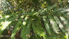 Phlebodium aureum
