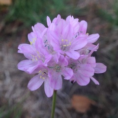 Armeria maritima