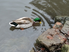 Anas platyrhynchos