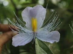 Capparis rheedei