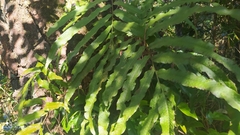 Phlebodium aureum