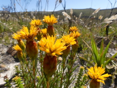 Pteronia tenuifolia