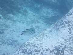 Abudefduf whitleyi
