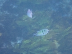 Abudefduf whitleyi