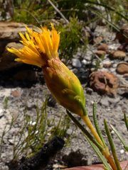 Pteronia tenuifolia