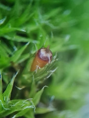 Schistidium