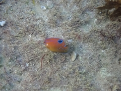 Mecaenichthys immaculatus