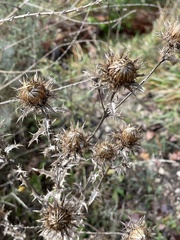 Carlina vulgaris