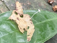 Poromycena
