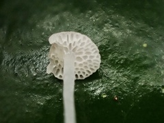 Poromycena