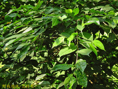 Ficus irisana