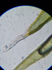 Schistidium