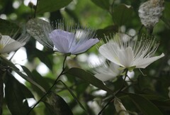 Capparis rheedei