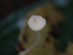 Poromycena
