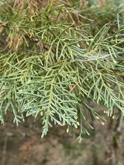 Juniperus phoenicea