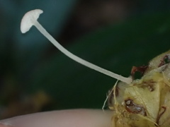 Poromycena