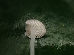 Poromycena