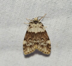 Scaphidriotis xylogramma