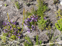 Merciera azurea