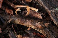 Macrotyphula contorta