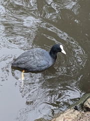 Fulica atra