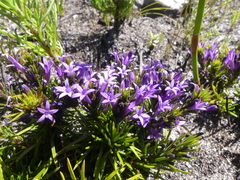 Merciera azurea