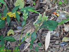 Lepidagathis formosensis