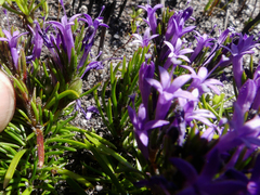 Merciera azurea