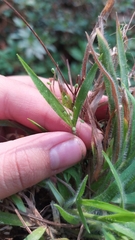 Dichanthelium acuminatum