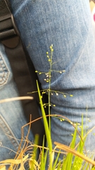 Dichanthelium acuminatum