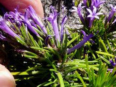 Merciera azurea